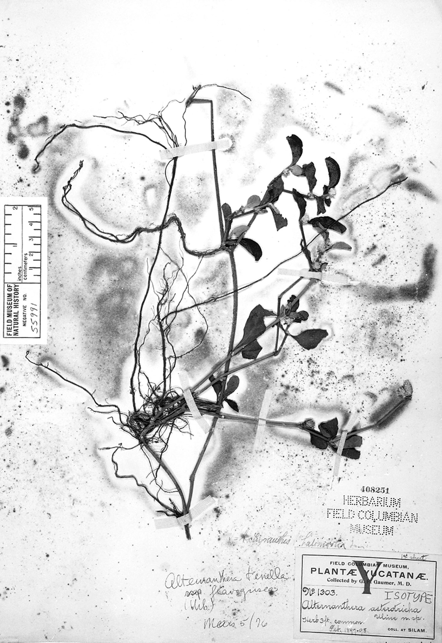 Alternanthera paronychioides subsp. paronychioides image