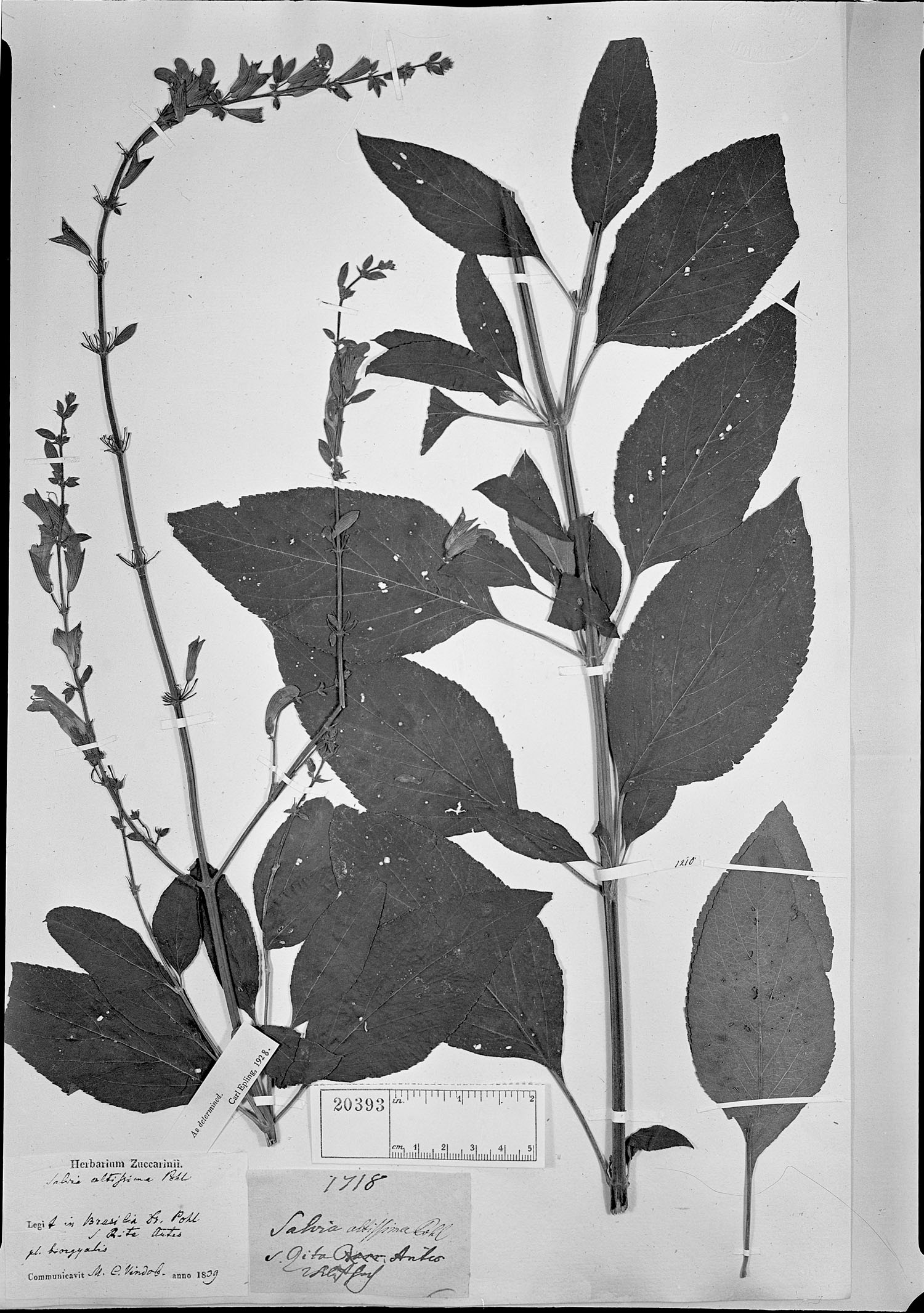 Salvia altissima image