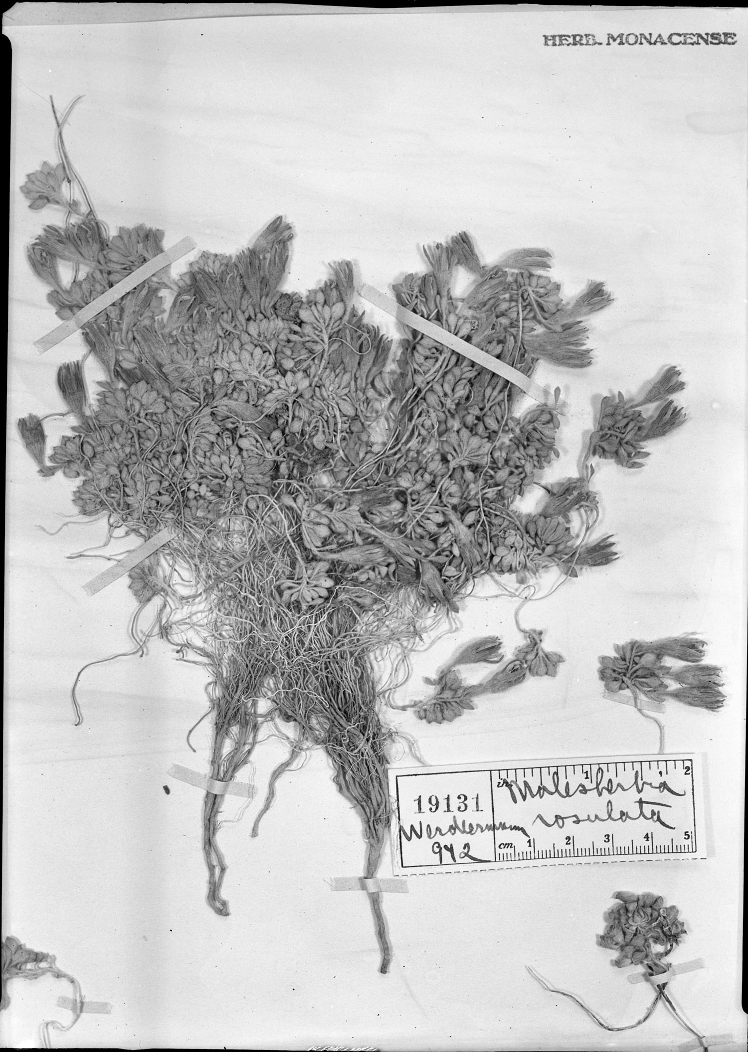 Malesherbia rosulata image