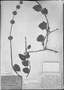 Gymneia platanifolia image