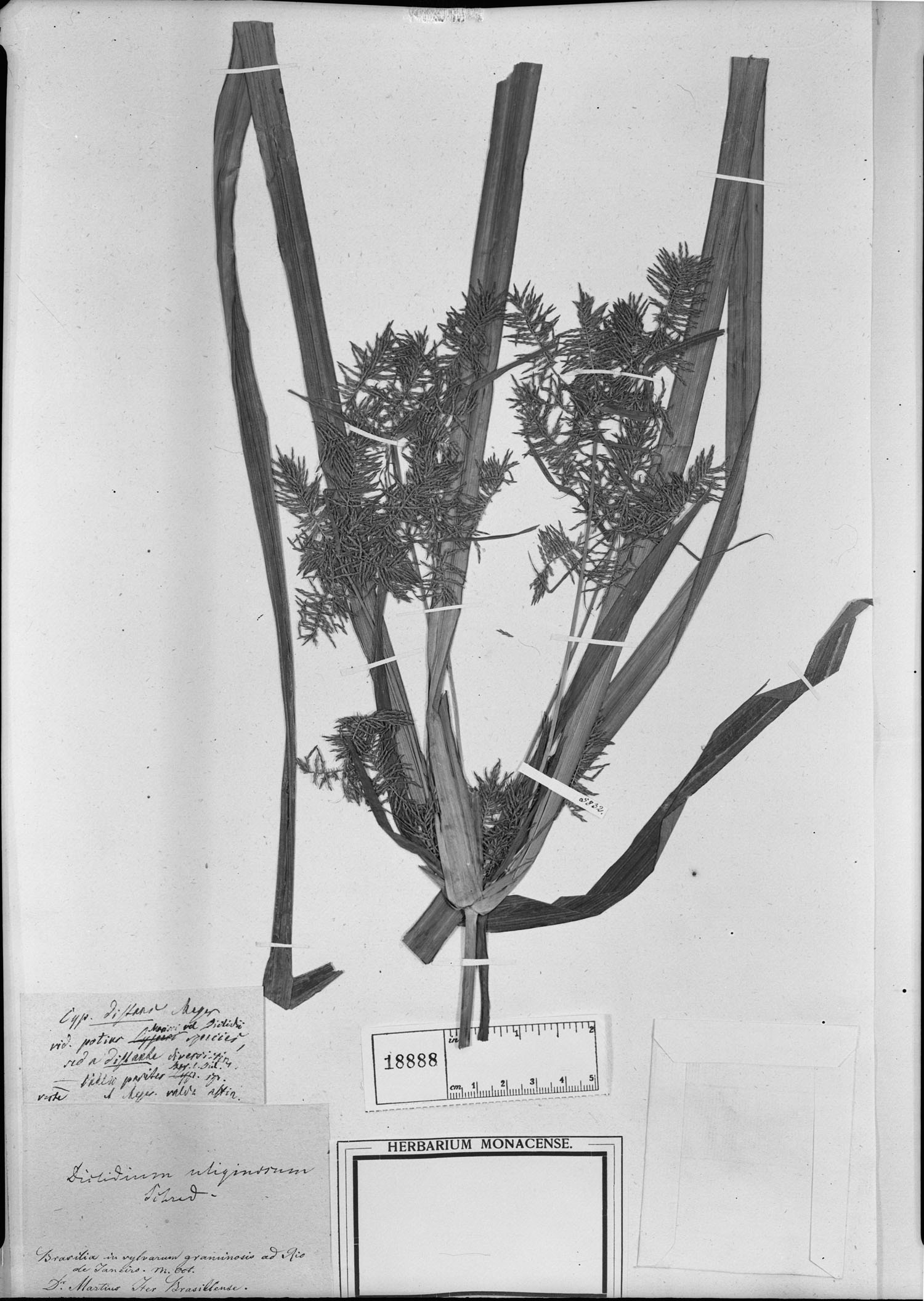 Cyperus meyenianus image