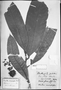 Naucleopsis macrophylla image