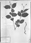 Neea ovalifolia image