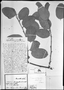 Passiflora haematostigma image