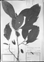 Rinorea macrocarpa image