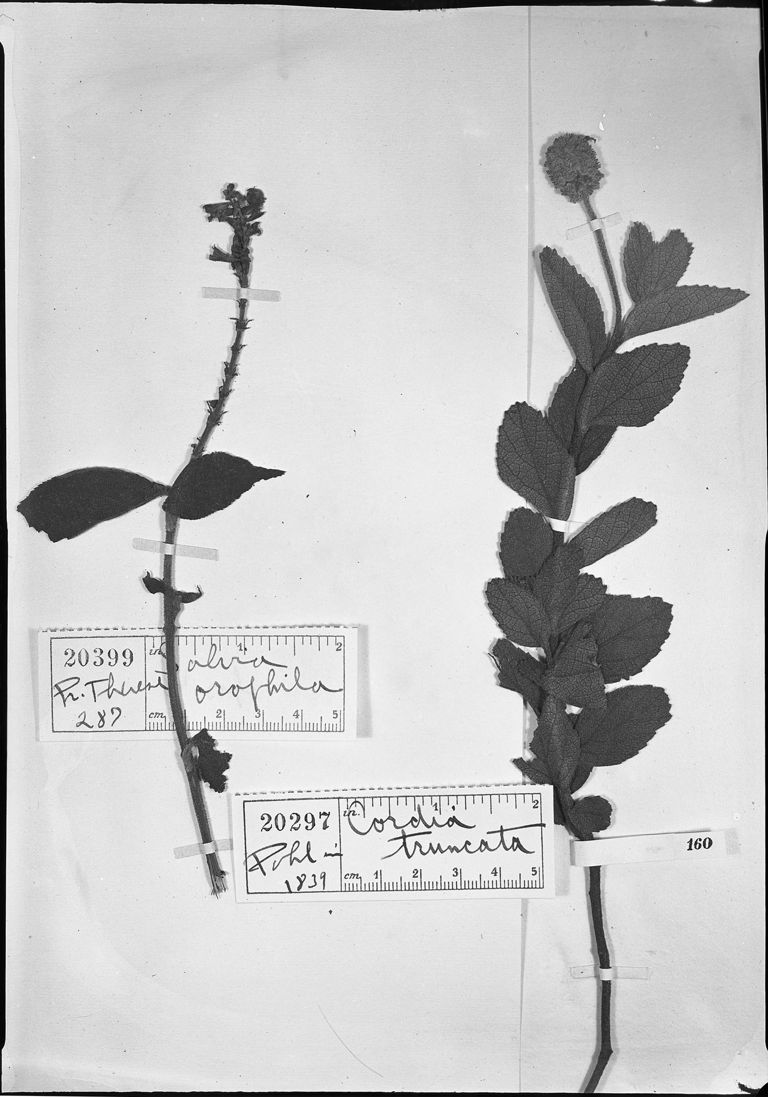Salvia rufula subsp. rufula image
