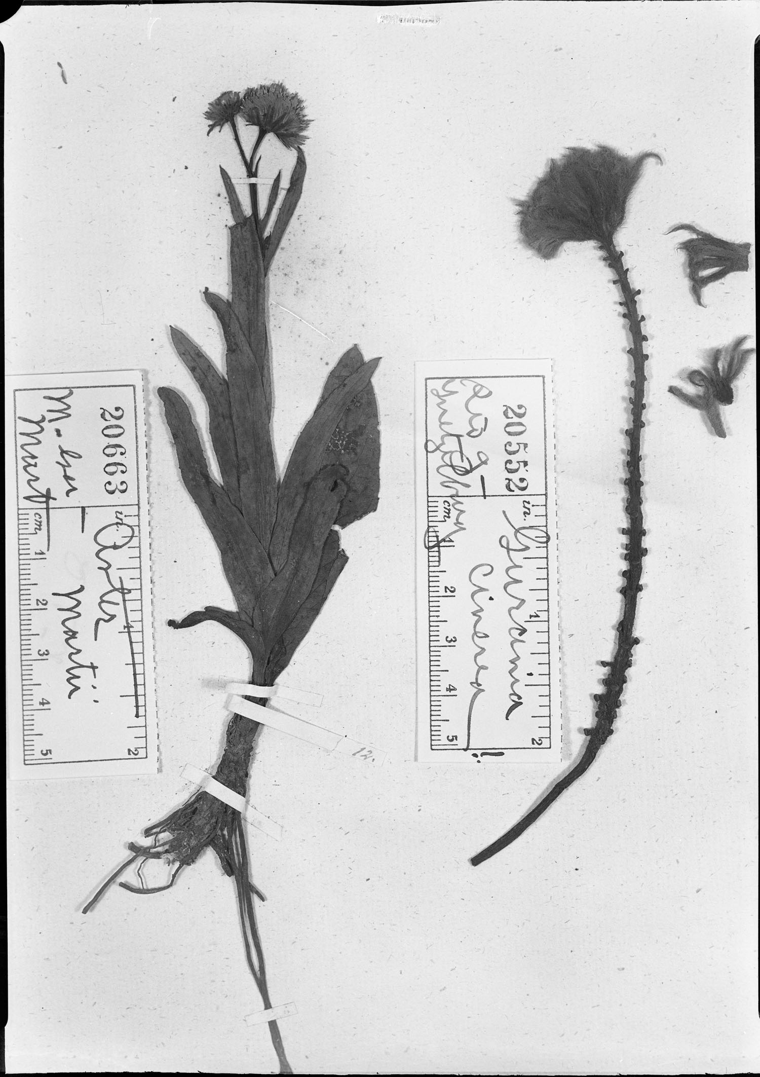 Symphyotrichum martii image