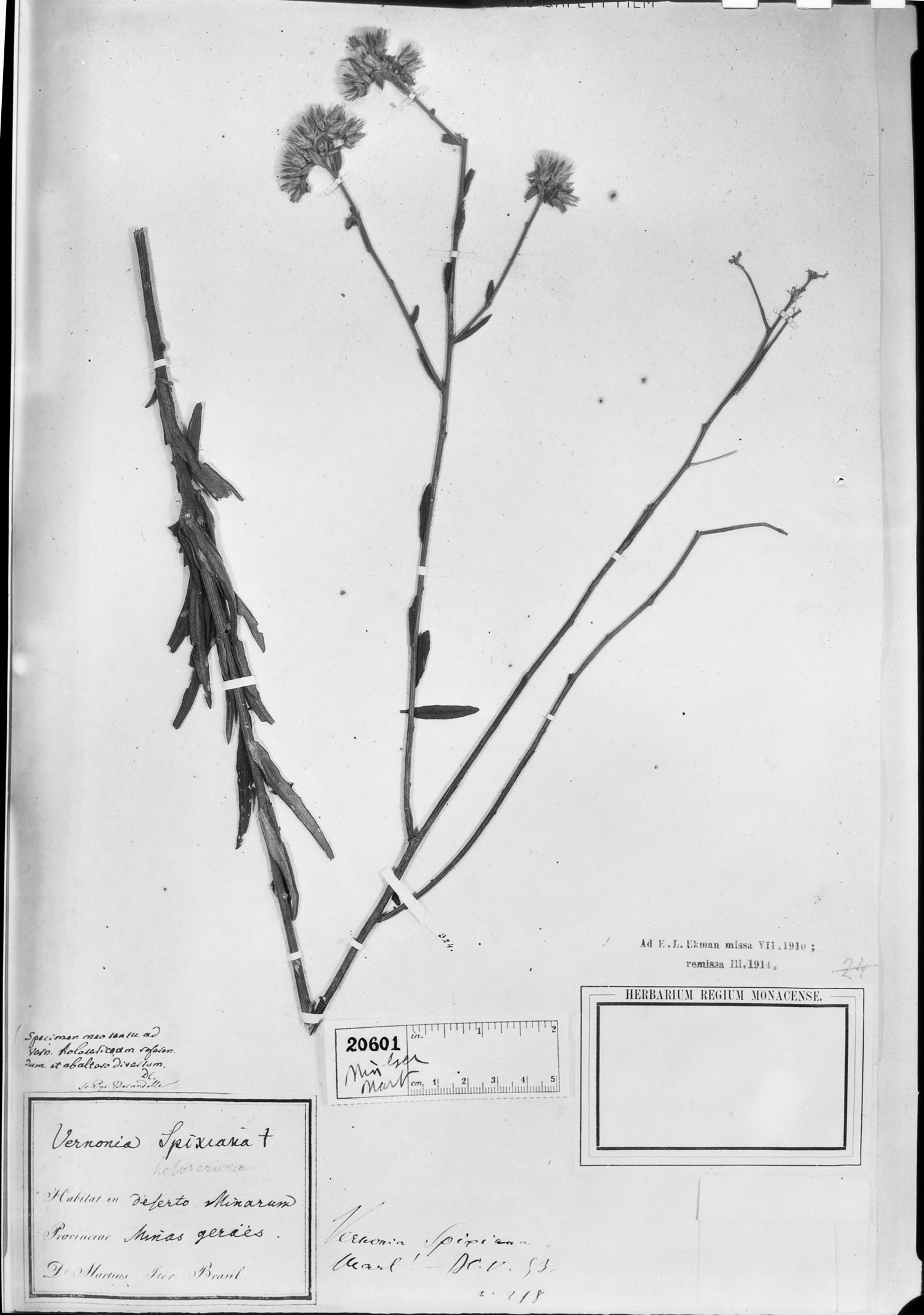 Lepidaploa spixiana image
