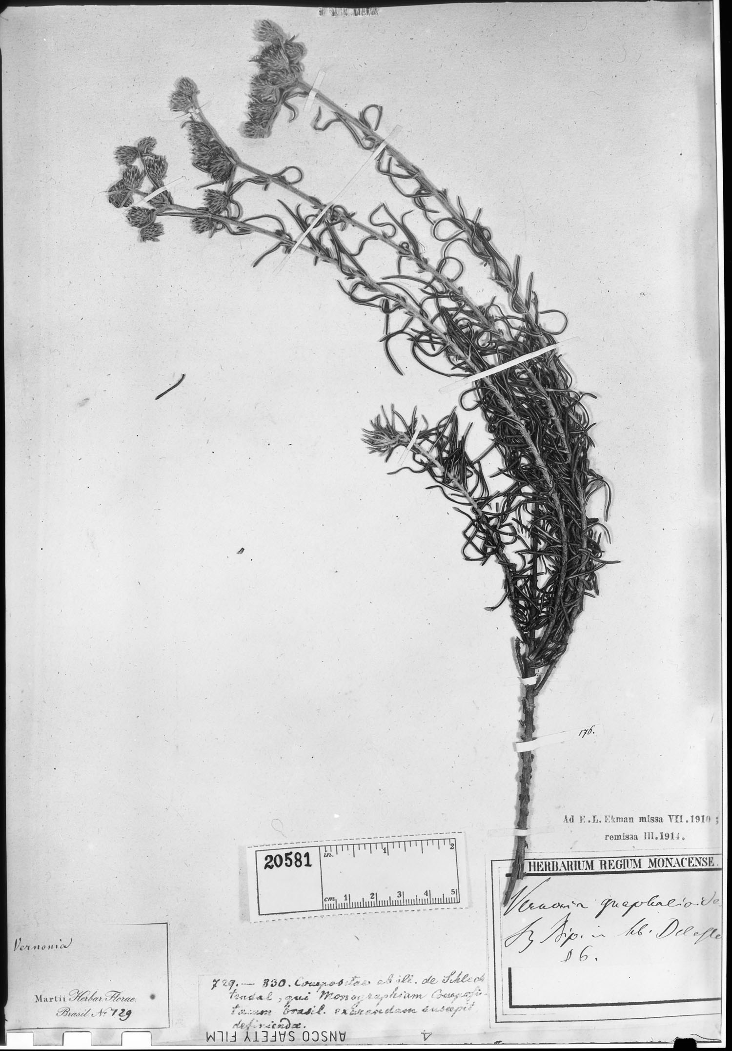 Lepidaploa gnaphalioides image