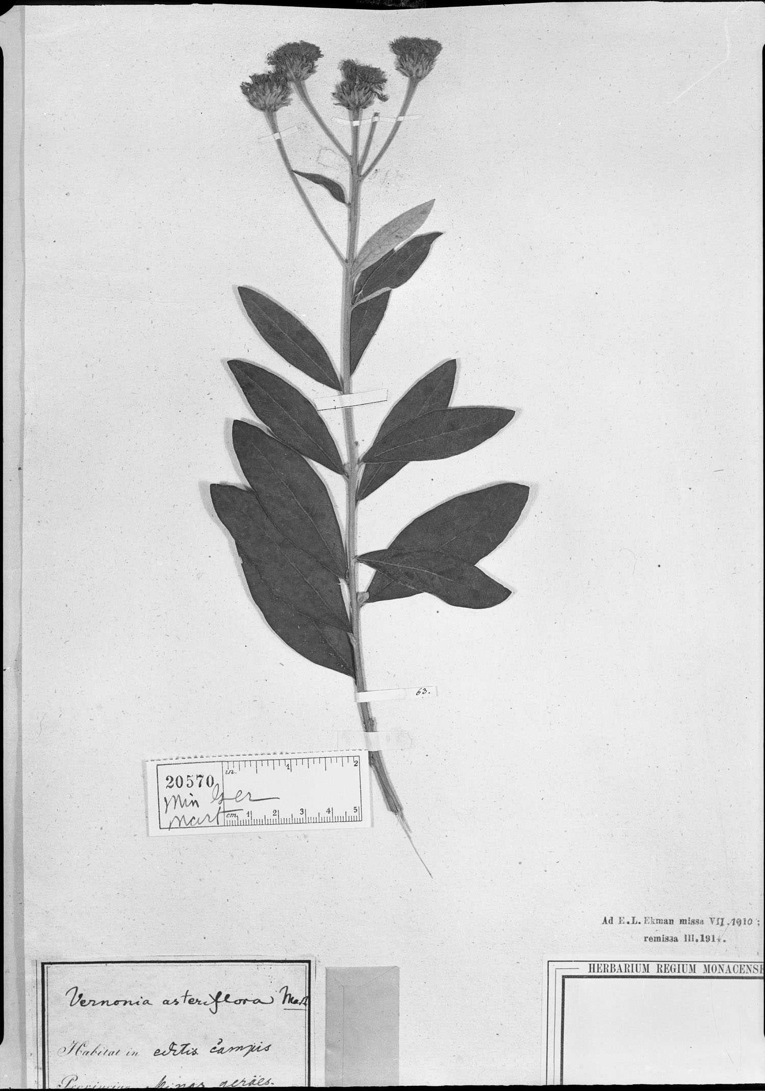 Lessingianthus asteriflorus image
