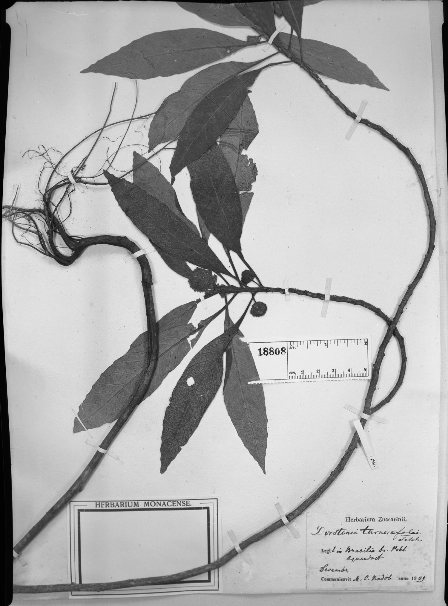Dorstenia turnerifolia image