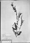 Salvia haenkei image