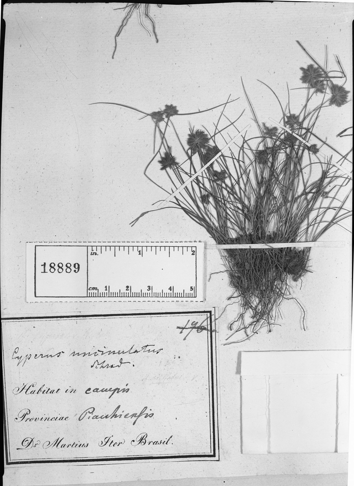 Cyperus uncinulatus image