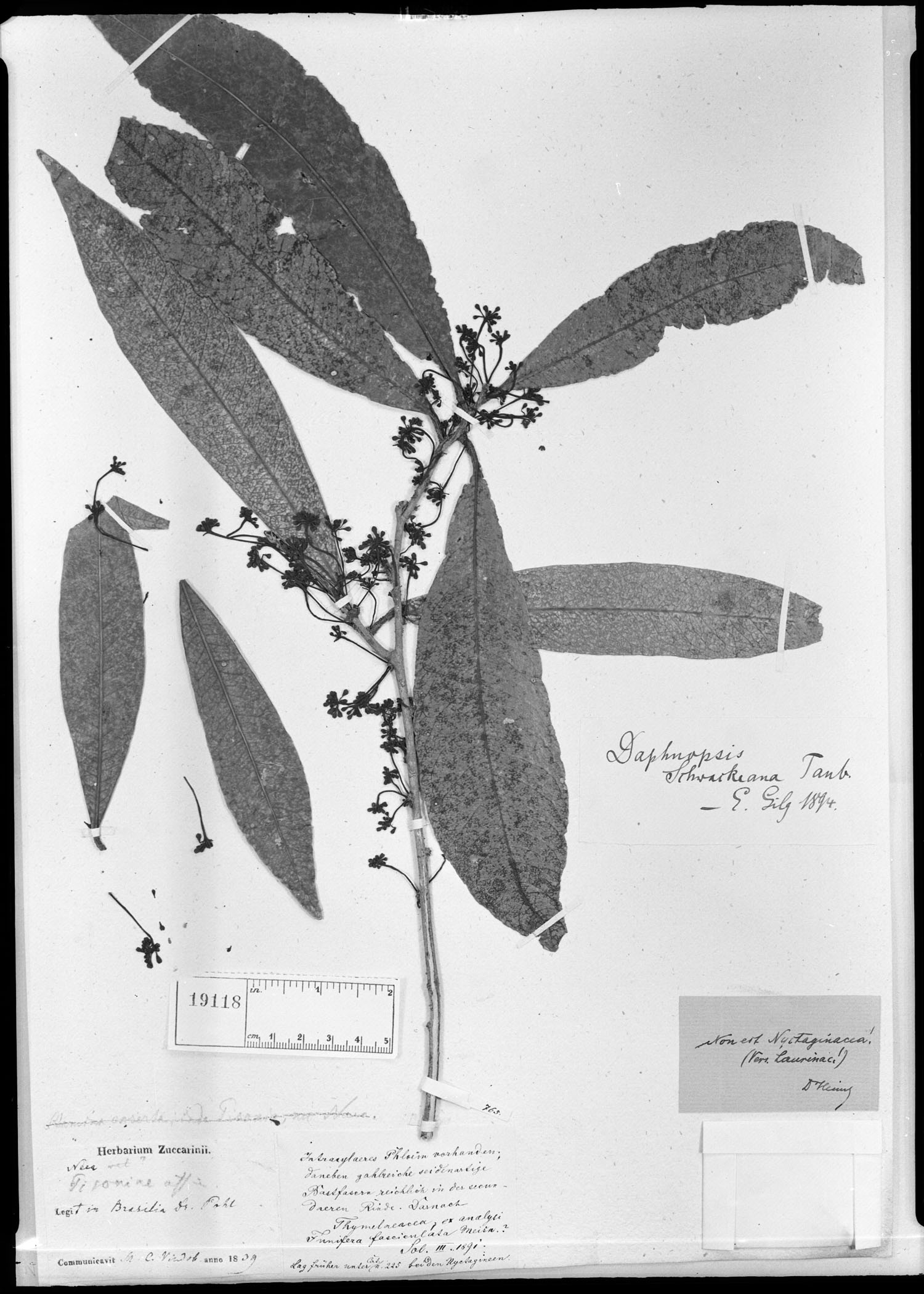 Daphnopsis schwackeana image