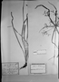 Cyperus odoratus subsp. odoratus image