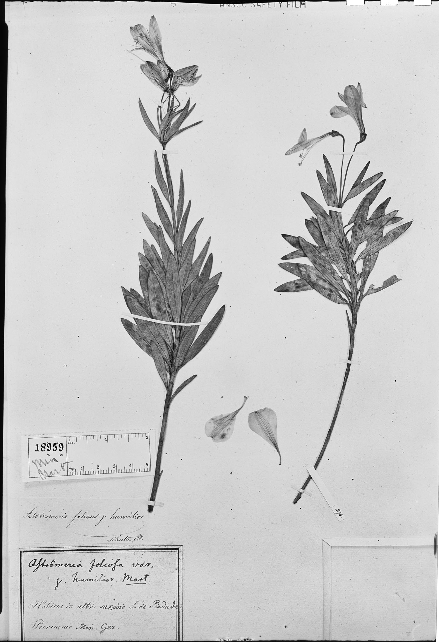 Alstroemeria foliosa image