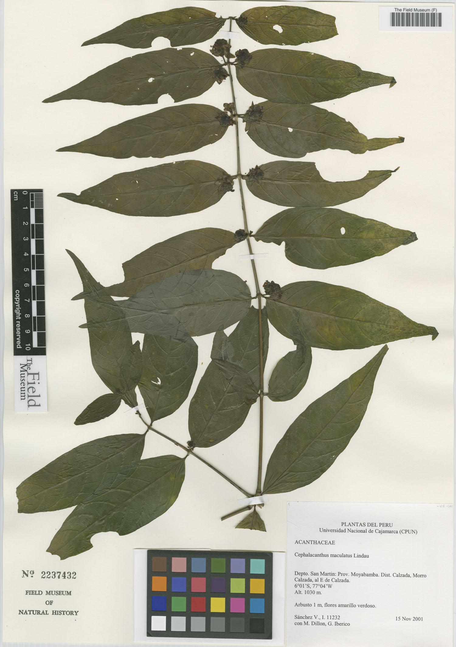Cephalacanthus maculatus image