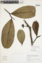 Guatteria griseifolia image