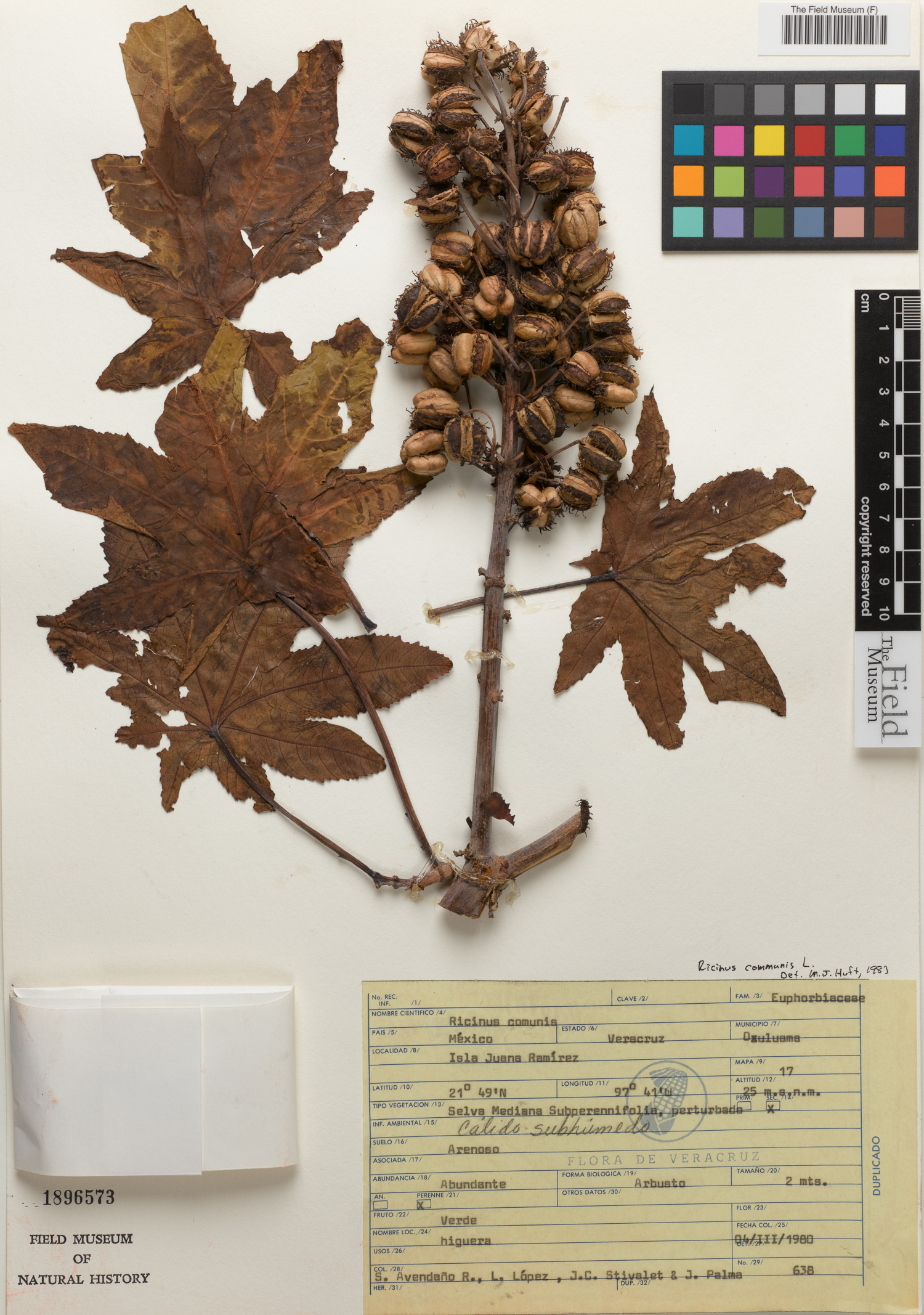 Ricinus communis image