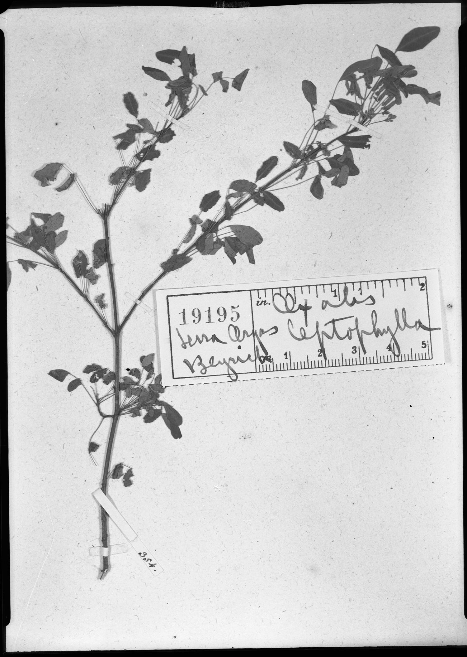 Oxalis leptophylla image