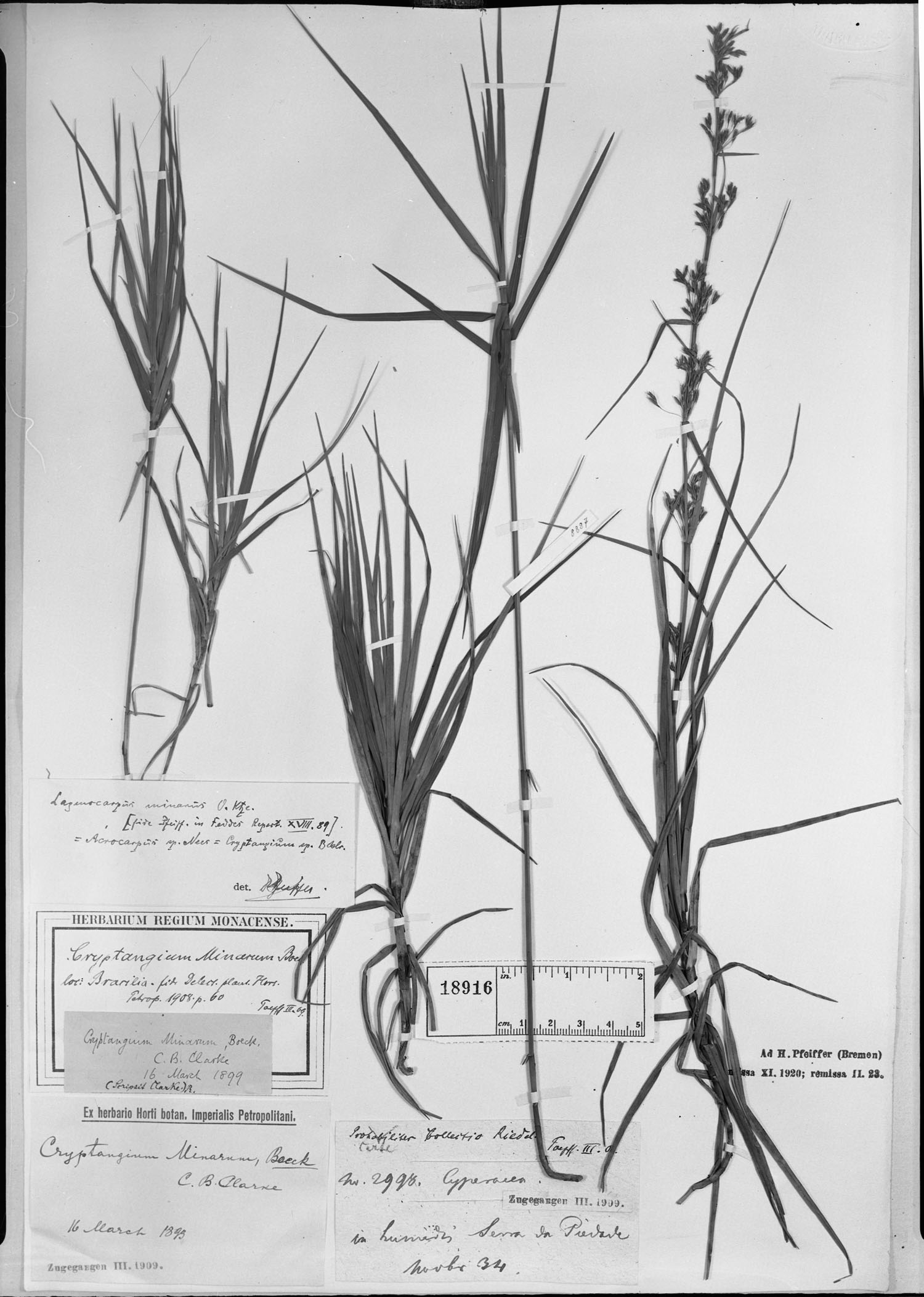 Lagenocarpus minarum image