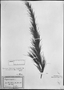 Lagenocarpus polyphyllus image