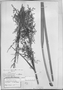 Lagenocarpus guianensis image