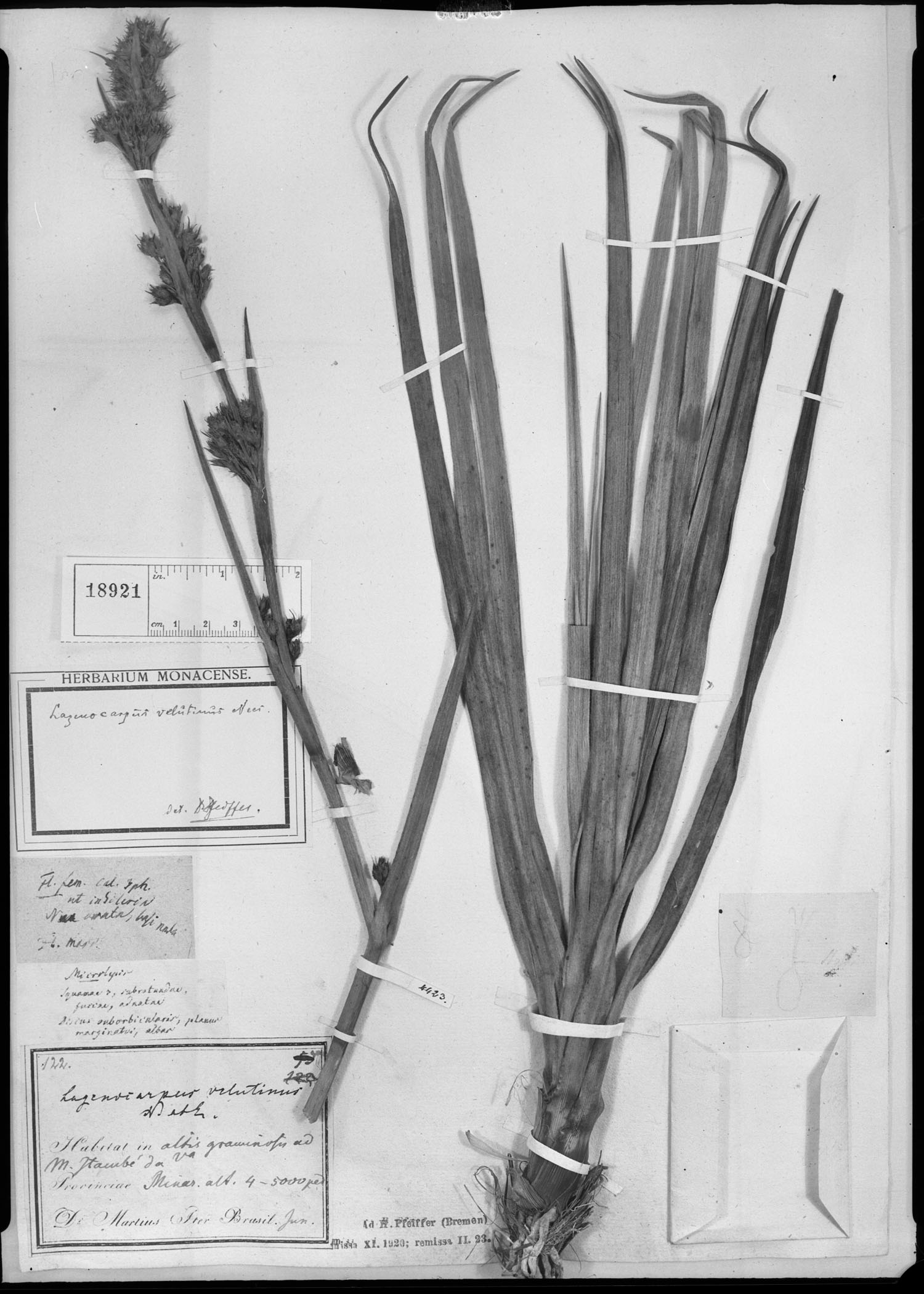 Lagenocarpus image