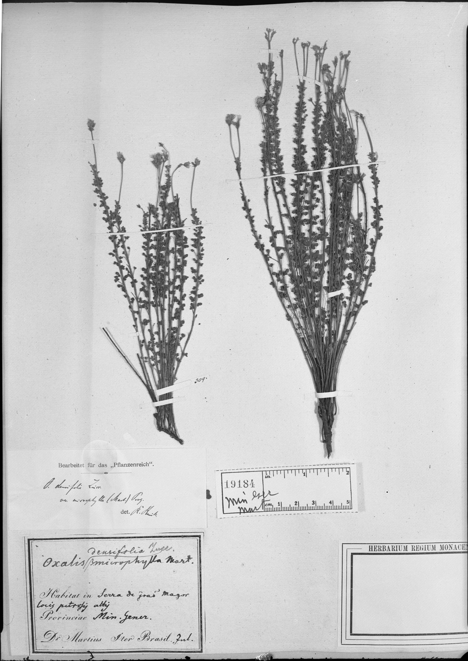 Oxalis densifolia image