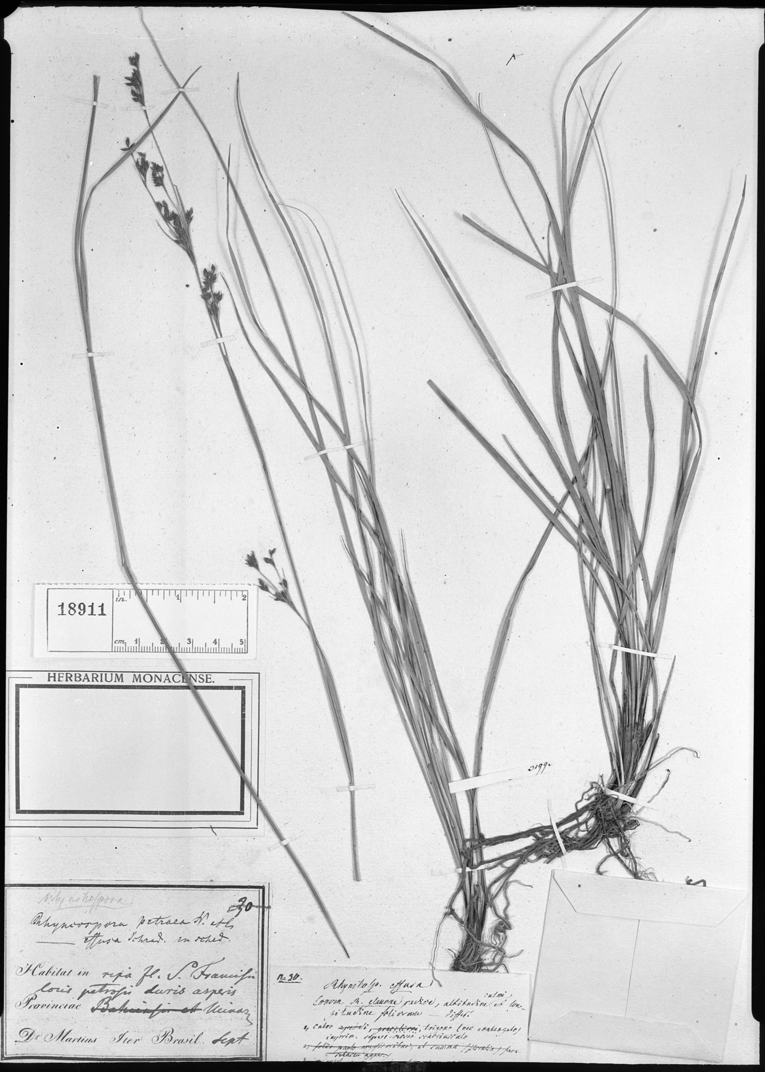 Rhynchospora rugosa subsp. brownii image