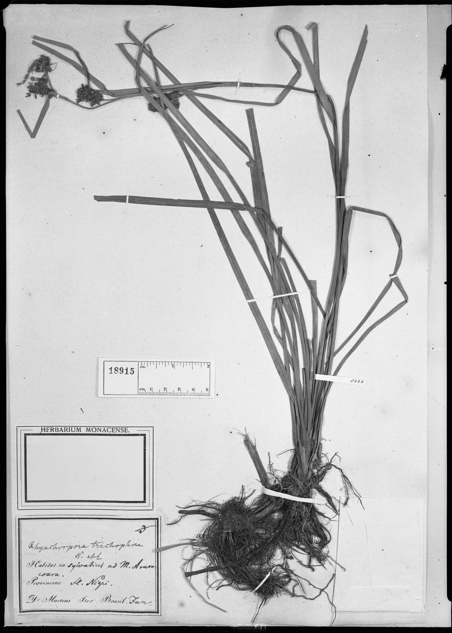 Rhynchospora trichophora image