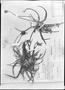 Vellozia caruncularis image