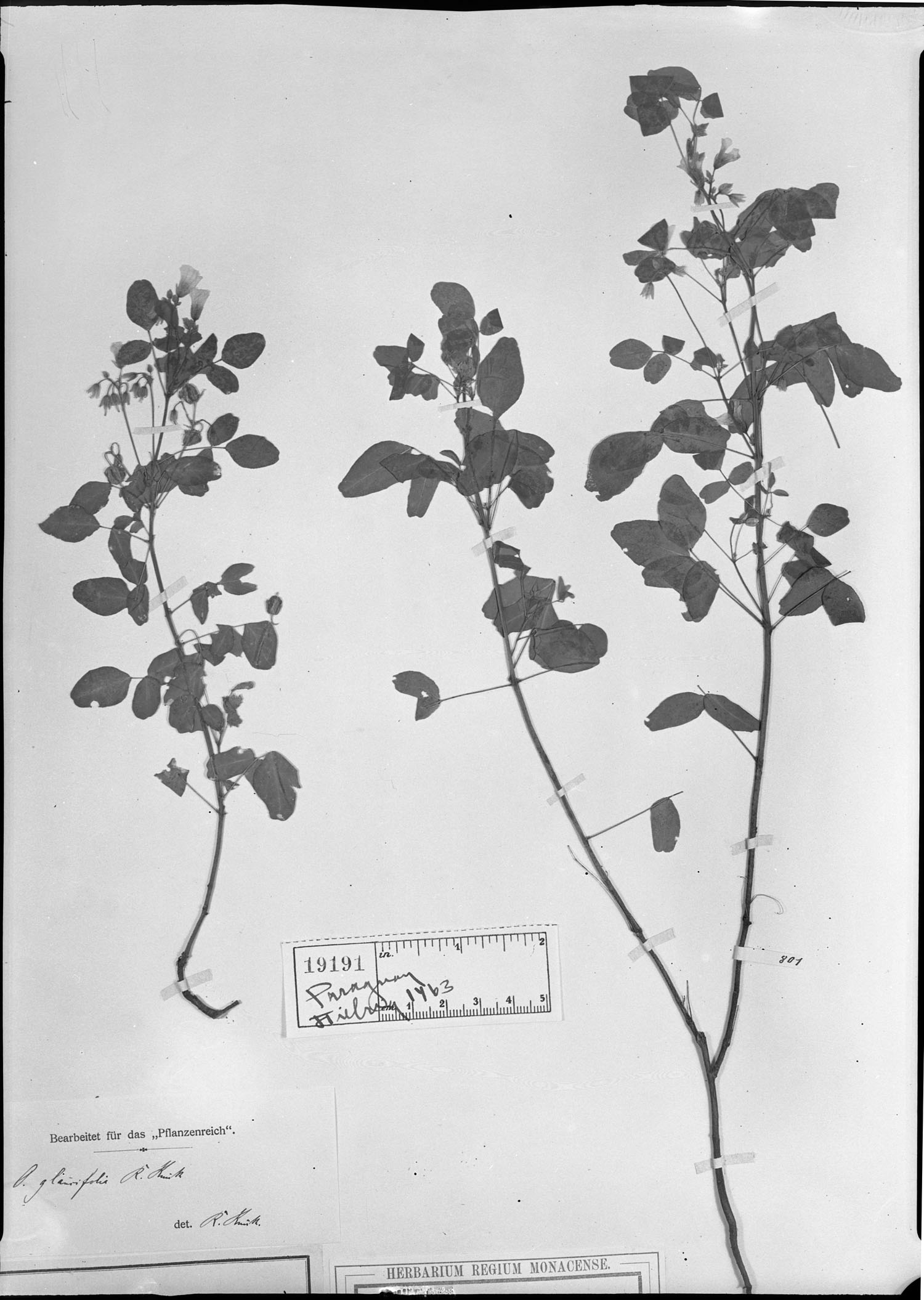 Oxalis glaucifolia image