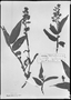 Dichorisandra pubescens image