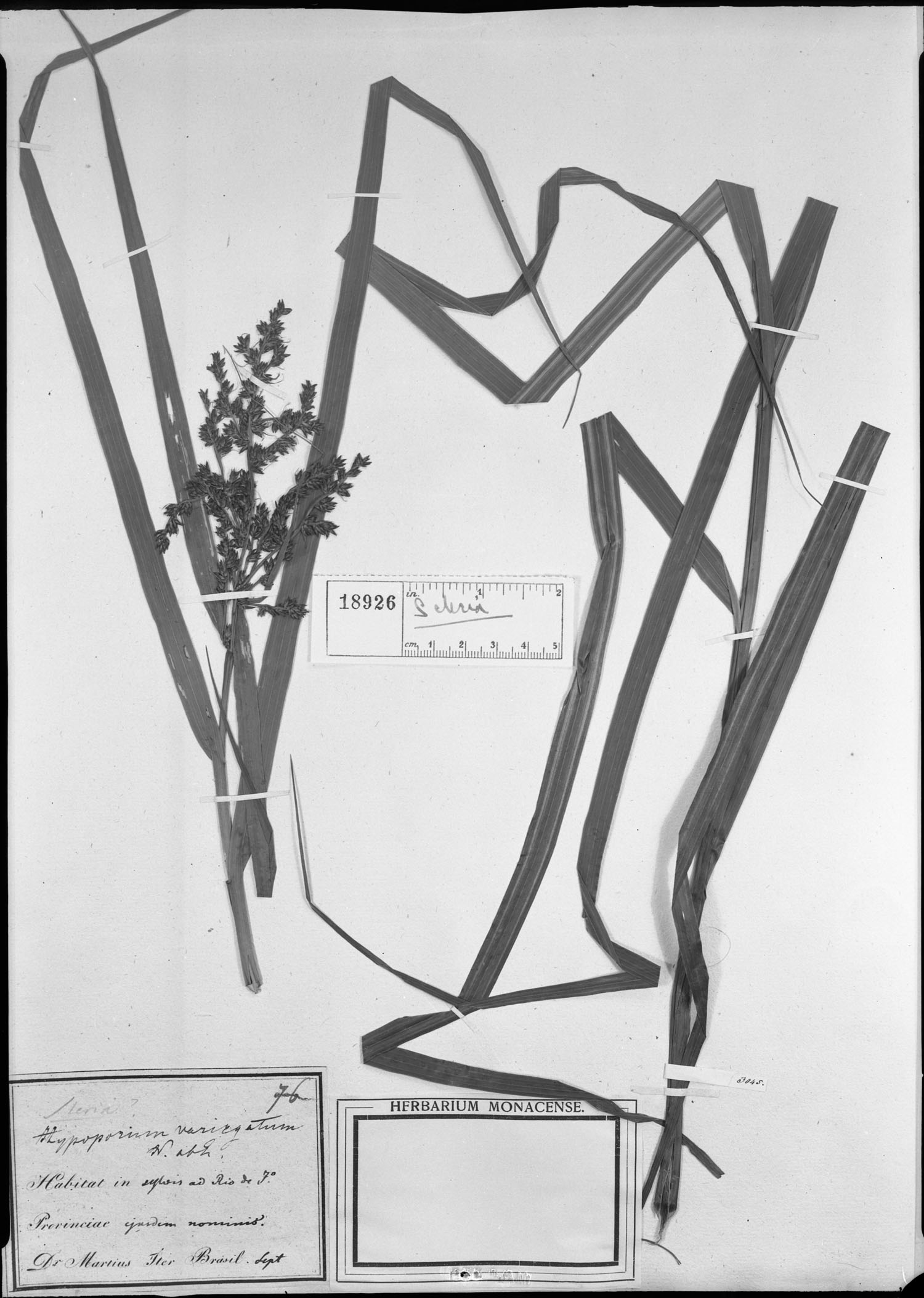 Scleria variegata image