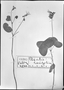Oxalis renifolia image