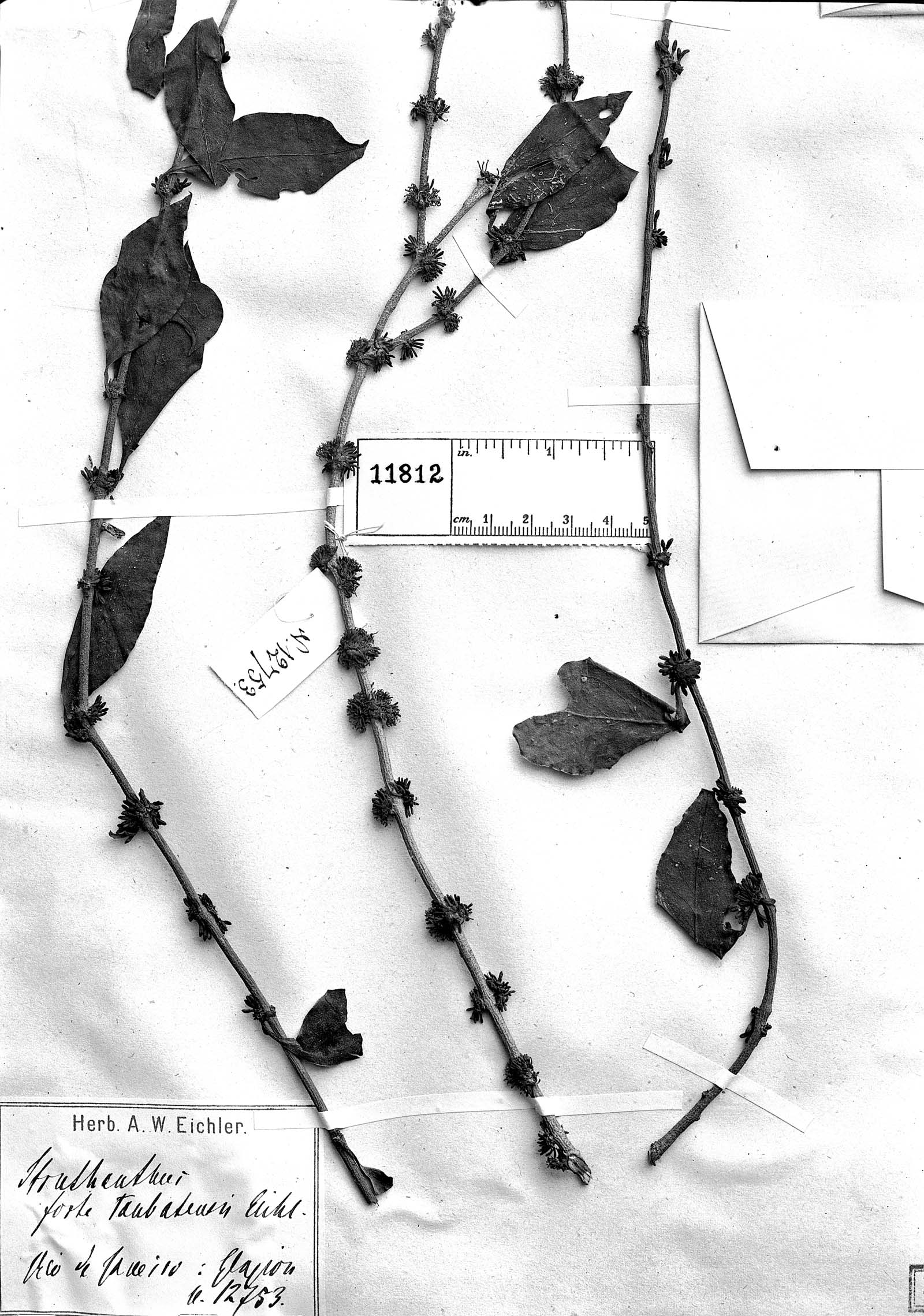 Struthanthus taubatensis image