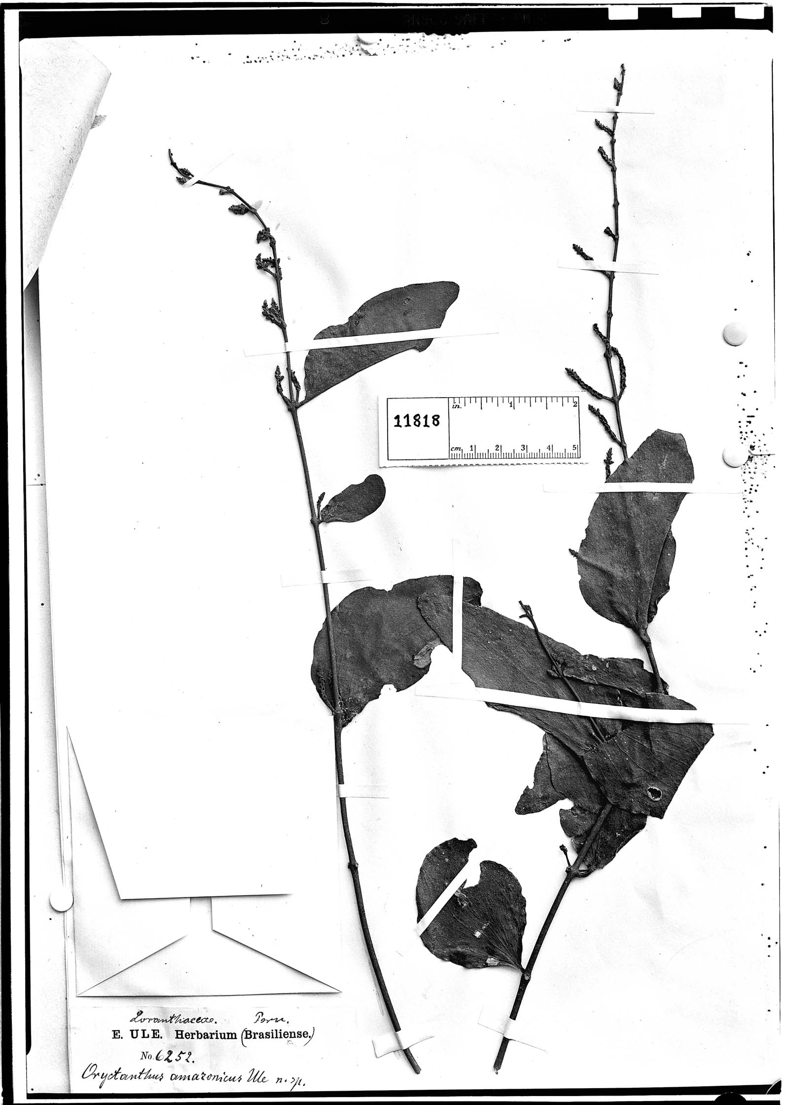 Oryctanthus amazonicus image