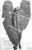 Anthurium acrobates image