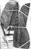 Anthurium argyrostachyum image