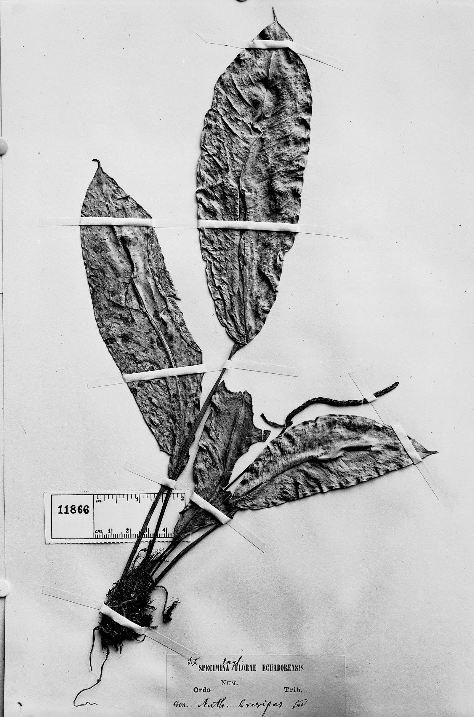 Anthurium brevipes image