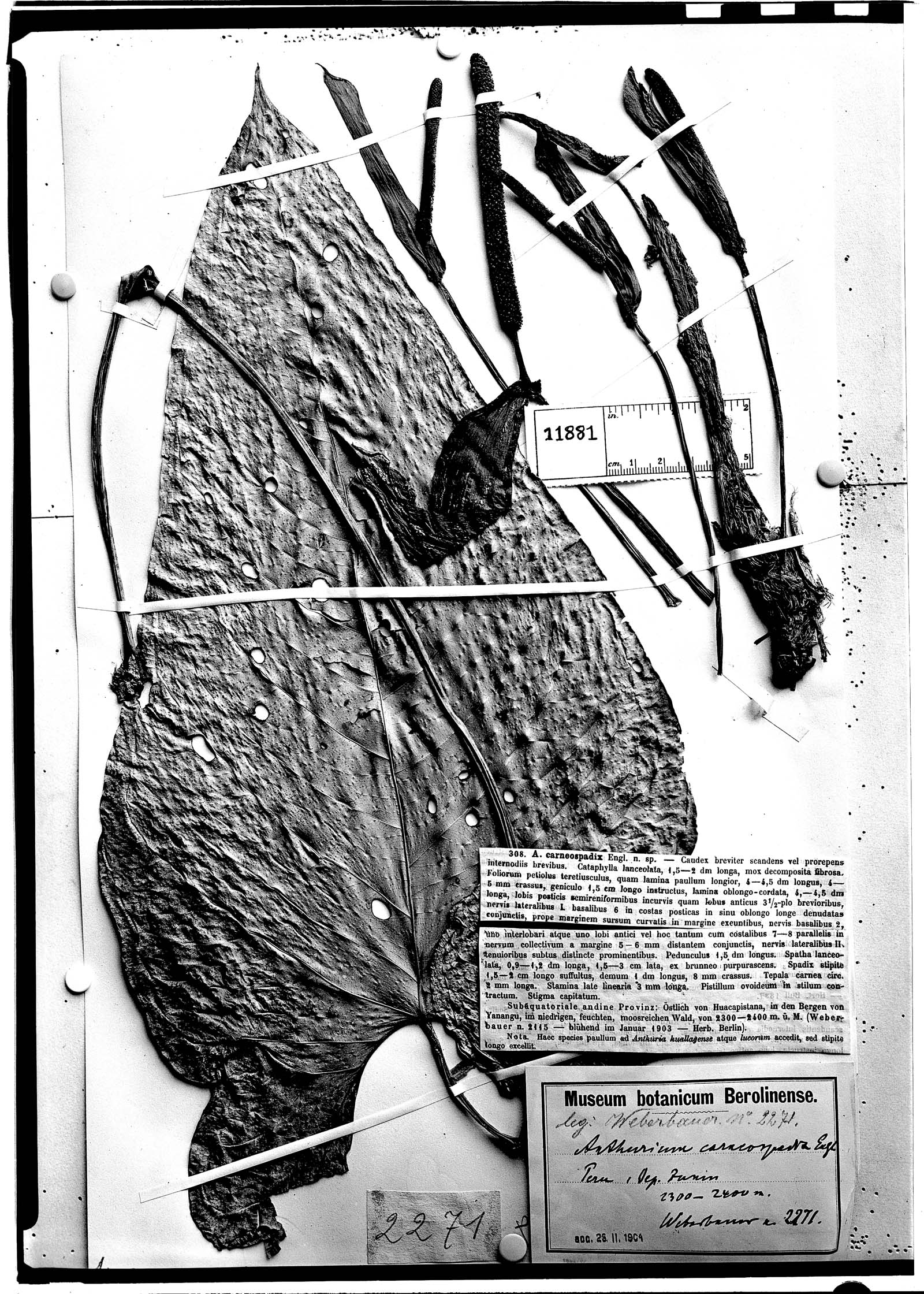 Anthurium carneospadix image