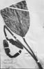 Anthurium caulorrhizum image