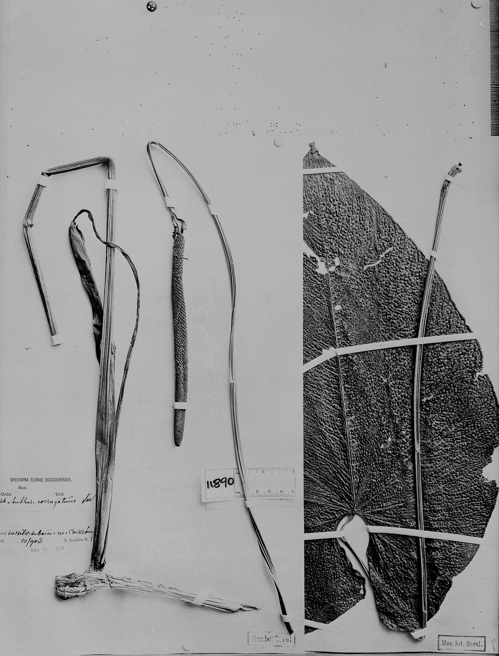 Anthurium corrugatum image