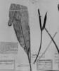 Anthurium crassipes image