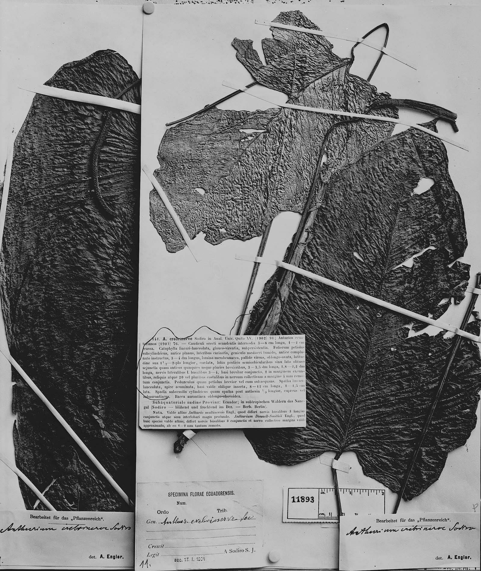 Anthurium crebrinerve image