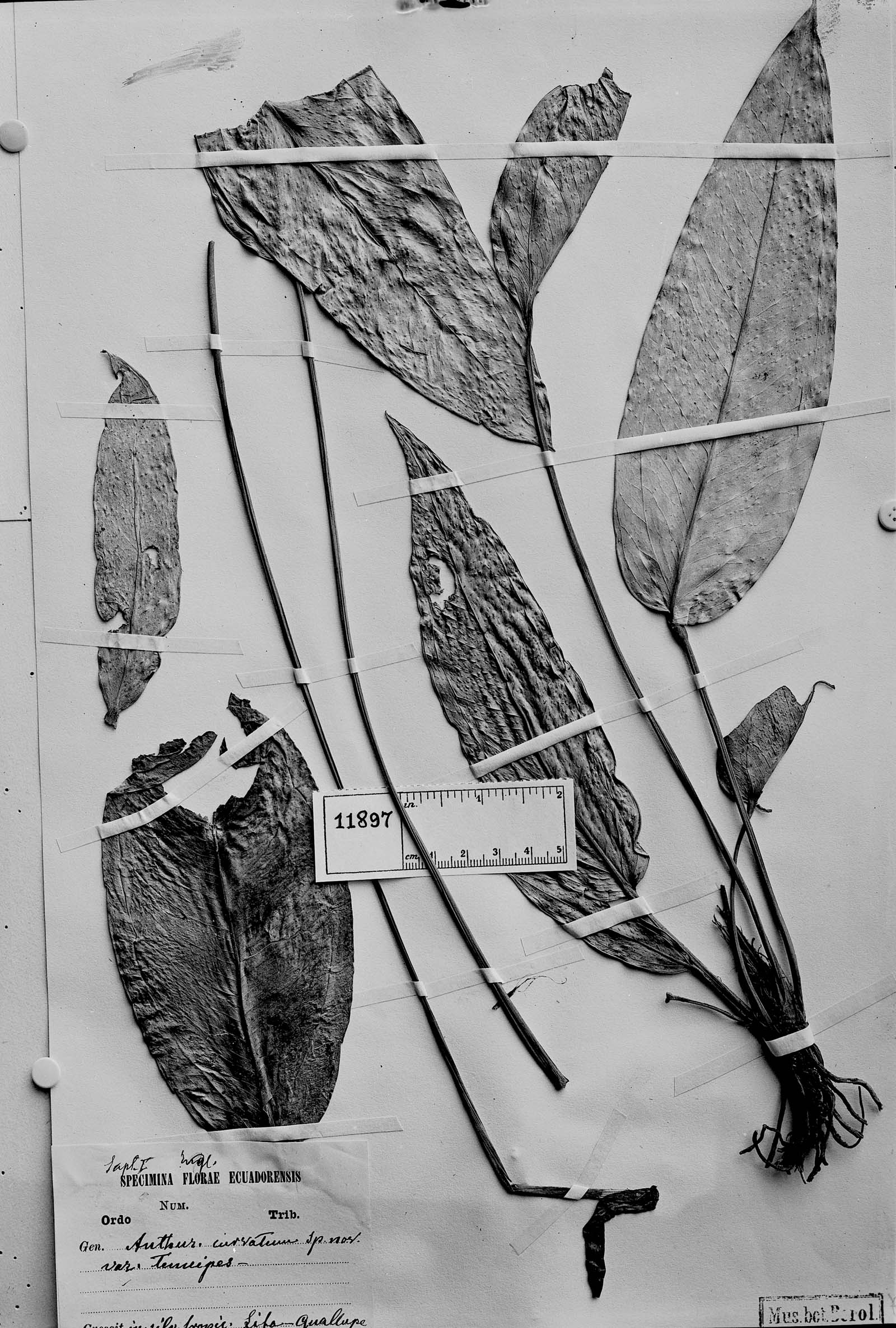 Anthurium curvatum image