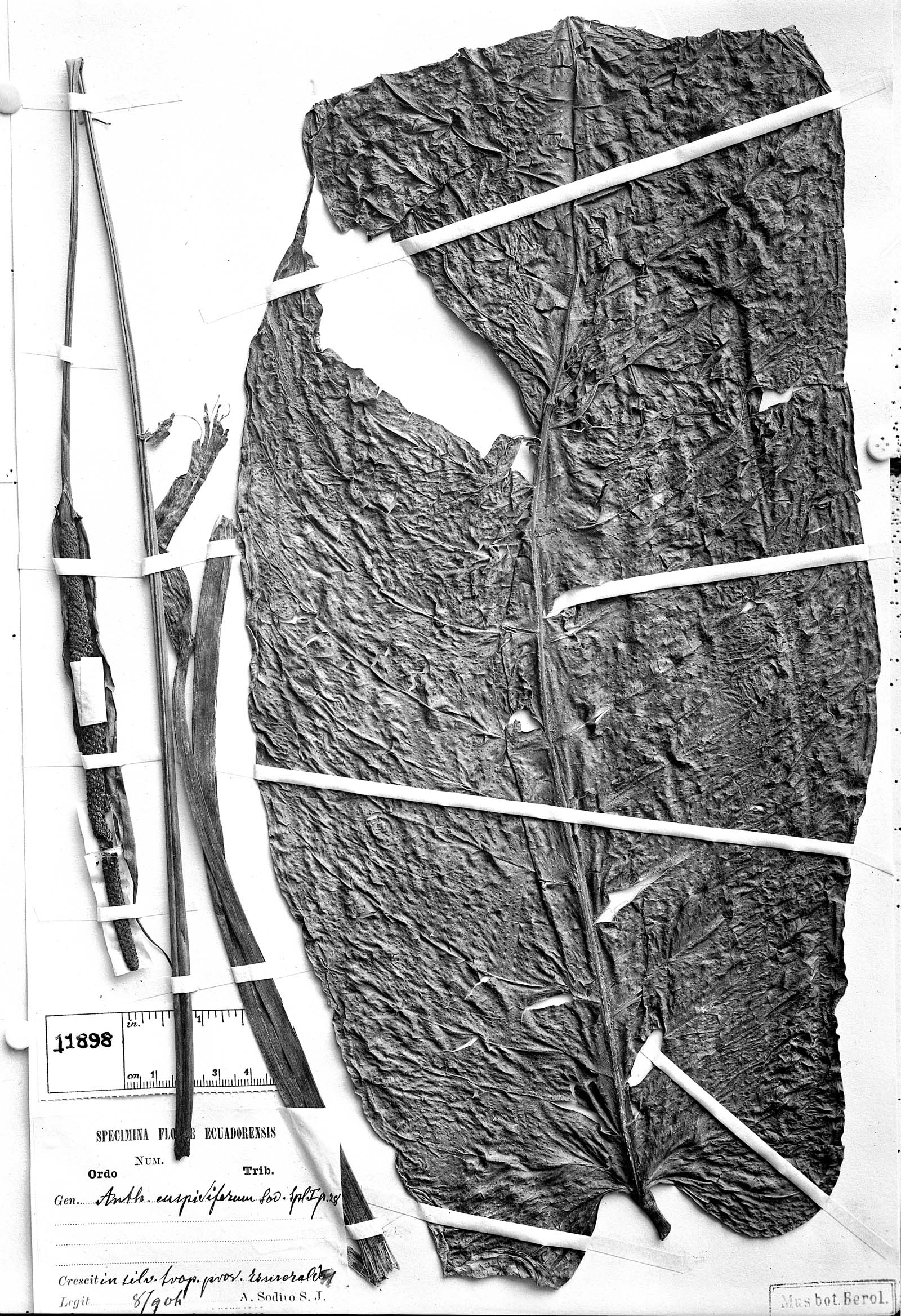 Anthurium cuspidiferum image
