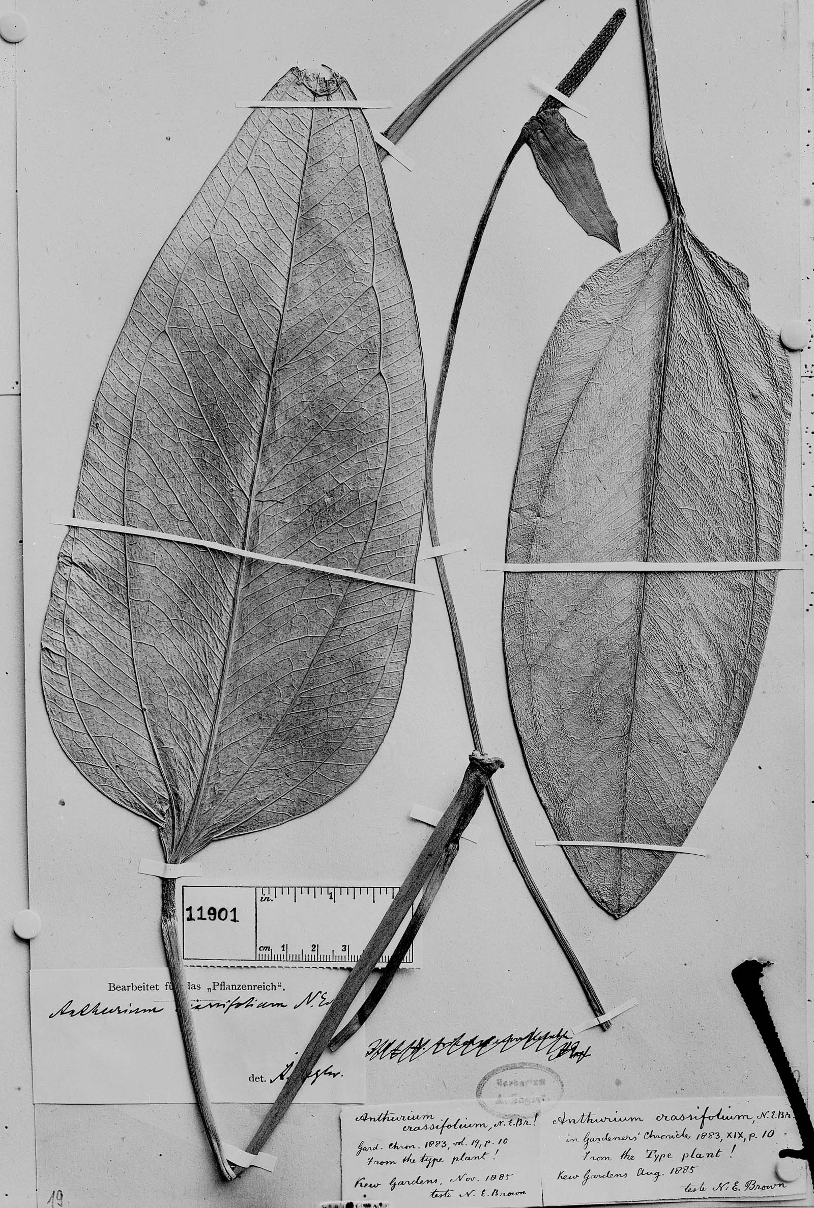 Anthurium crassifolium image