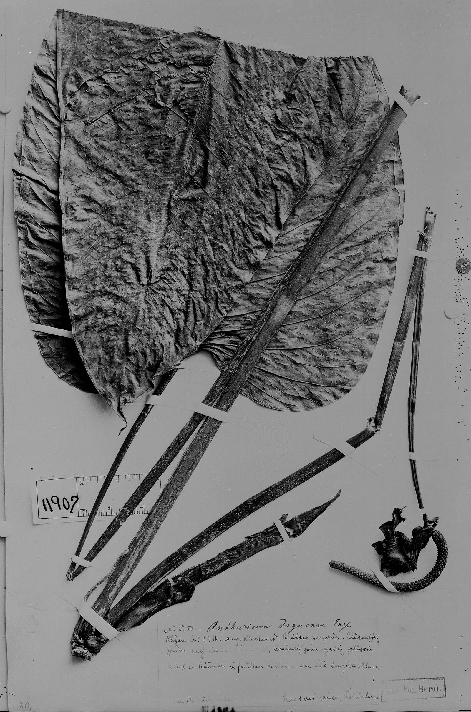 Anthurium daguense image